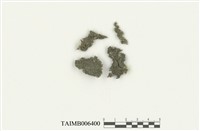 藏品(大萼蘚屬)的圖片